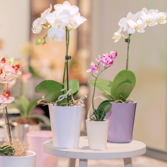 SK Pottery Soendgen Keramik Charcoal Grey Flower Pot Clay Merina Orchid Planter - Picture 5 of 11